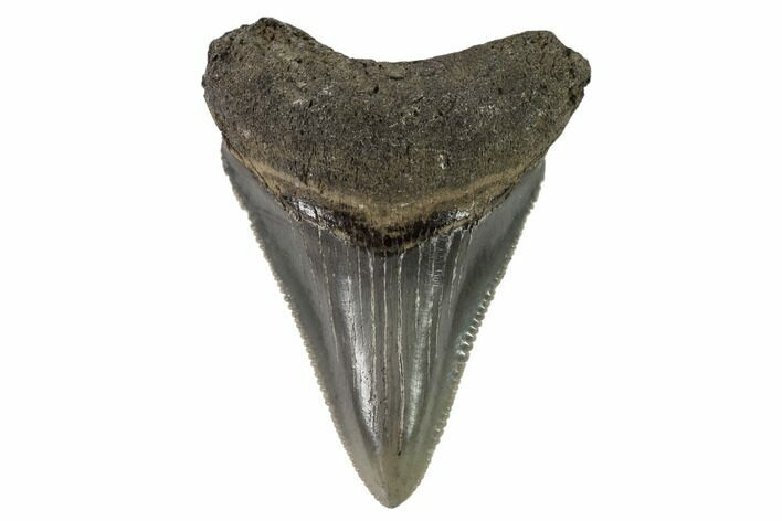 Serrated, Juvenile Megalodon Tooth - Georgia #90833